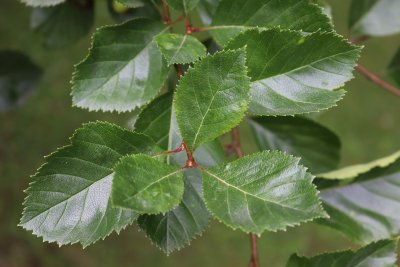 Crataegus crus-galli - hloh kuří noha - listy 1